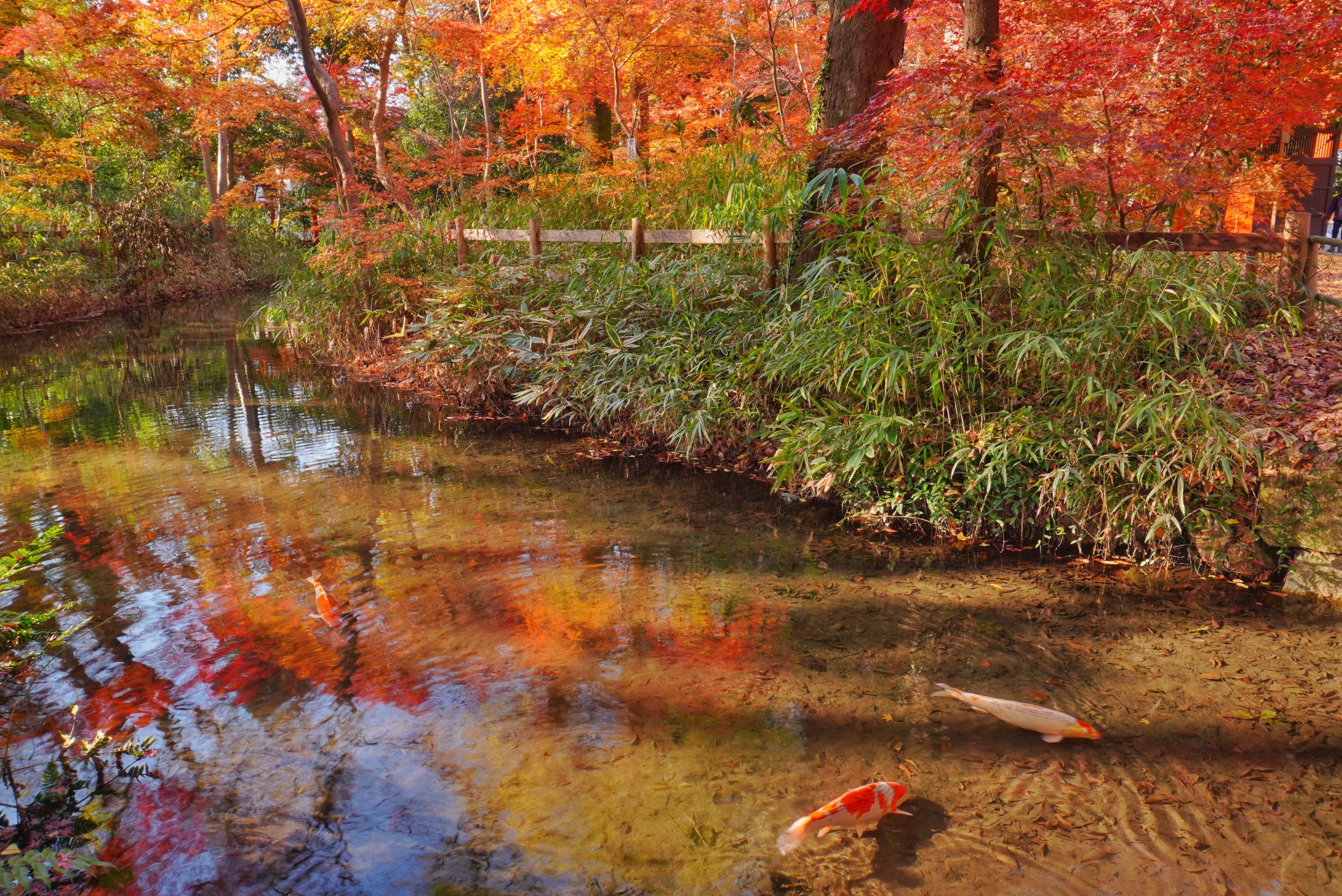 ぽんぽんやま京都 on Twitter 