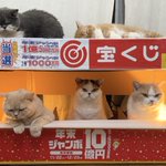 金運が上がりそう!宝くじ売り場にいる猫ちゃんたち!