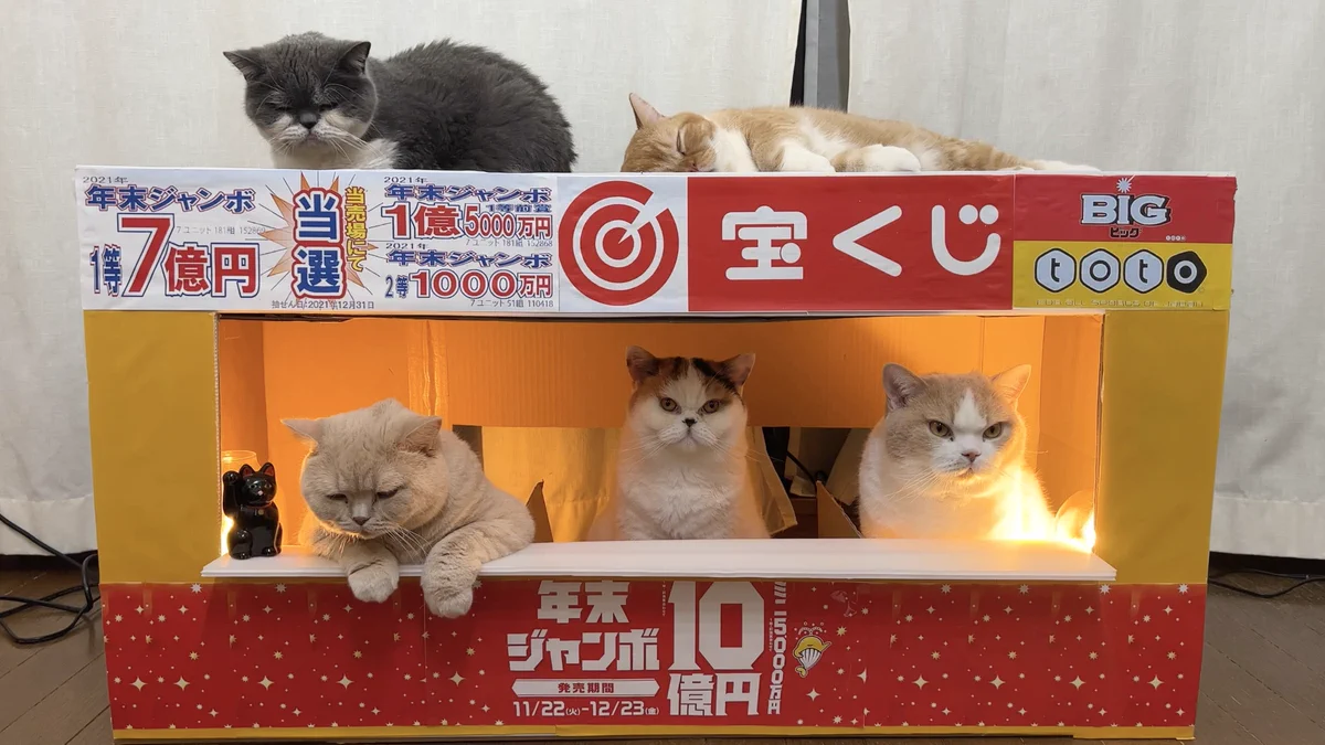 金運が上がりそう！宝くじ売り場にいる猫ちゃんたち！