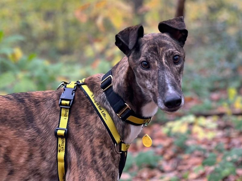 Animal Adoptions UK 🐕‍🦺🐈🐎 ️ on Twitter "Please retweet to help Albie