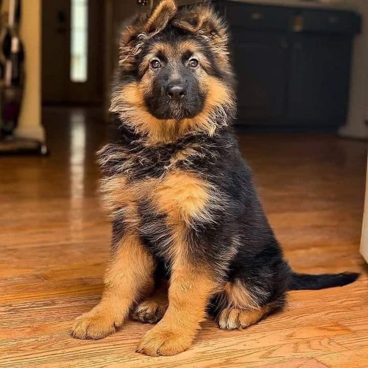 DogsLifeFanClu1's tweet photo. Little German Shepard puppy 🐶 

#gsdpuppy #gsdlovers #cutedogs #cutegsd #cutegermanshepherd #cutegsdpuppy #germanshepherdpuppy #germanshepherds https://t.co/lxsk78mFZJ