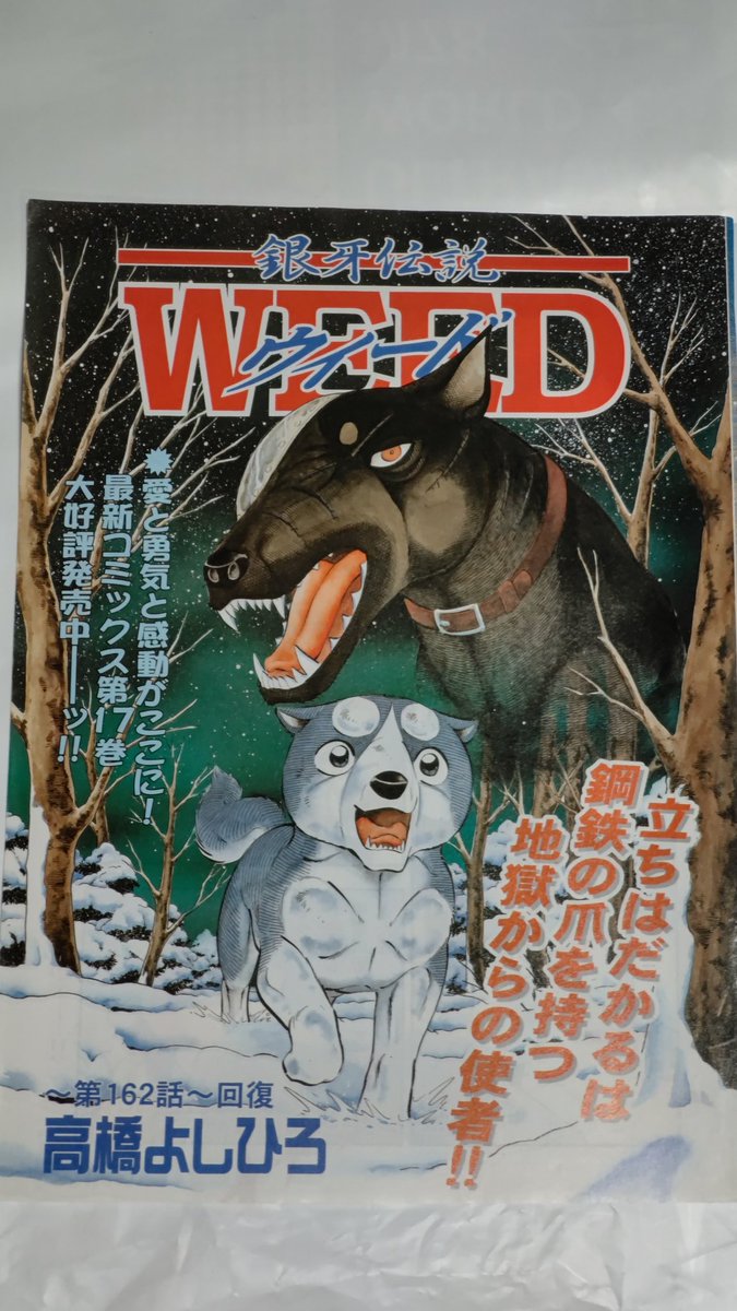 銀牙伝説WEEDの巻頭カラー❗😆 マーダーSから、逃れた重症の銀 銀牙伝説WEEDの巻頭カラー❗😆 マーダーSから、逃れた重症の銀