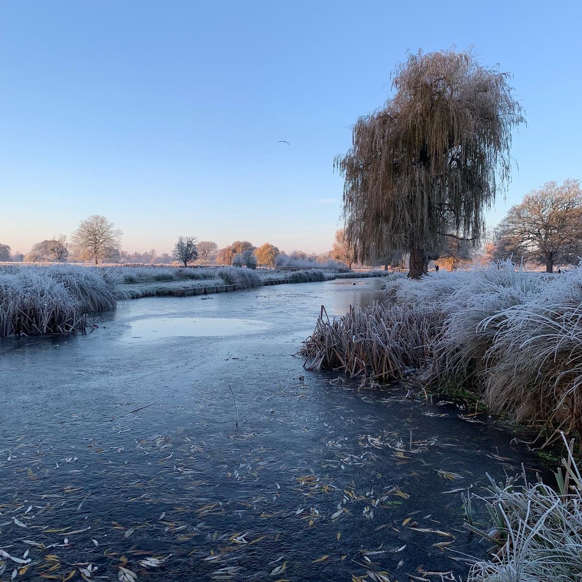 More wintry gorgeousness in  #BushyPark this morning.