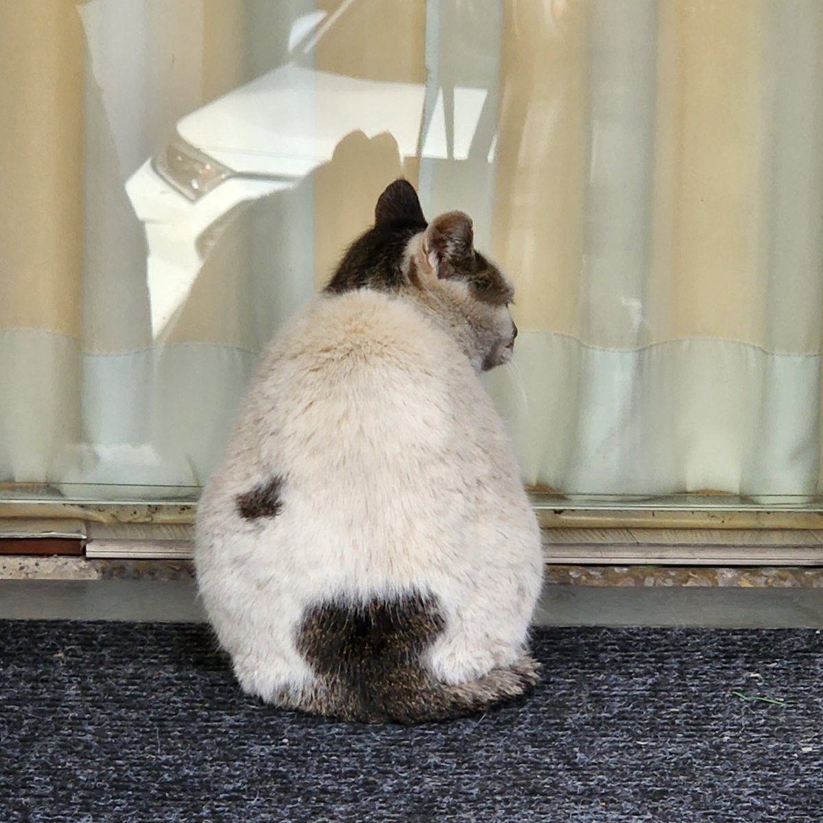 운좋게 보다플라워 선착되서 키링받음 우히히 
데뷔기념때도 꽃 예뻤는데 이번장미도 넘 기분좋음 꽃이벤트죠아🌸
#HBD_my_rockstar_puppy #락스타강아지_강다니엘_생일축하해
같이 오픈을 기다리던 엉덩이에 하트있던 냥이 ㅋㅋ