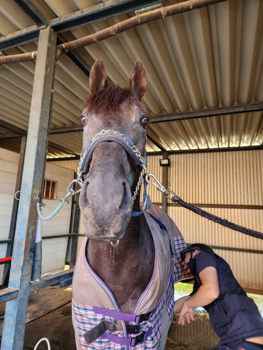 ヴァイトブリック6歳牡
現役引退。茨城の乗馬倶楽部ラポールでリトレーニング。

現役時24戦3勝（内障害8戦1勝）

父シンボリクリスエス
母ヴァイスハイト

1.8秒差の圧倒的なパフォーマンスで新馬V、2戦目も3馬身差の圧勝。
4戦目の交流G2 兵庫チャンピオンシップではクリソベリルの2着という実績。 