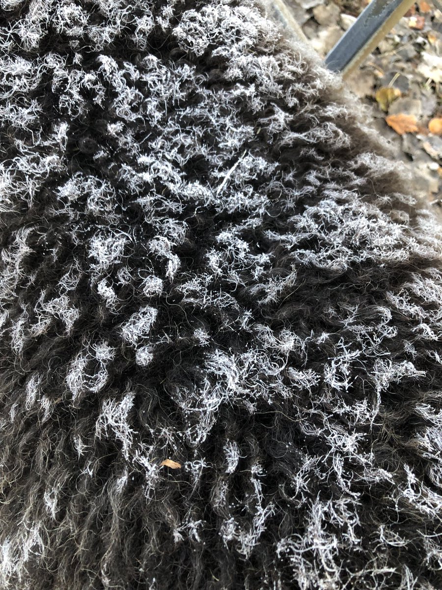 samchandler_'s tweet image. Daphne’s fleece up close with the frost upon it. Underneath she is toasty warm. ❄️🐑#shepherding