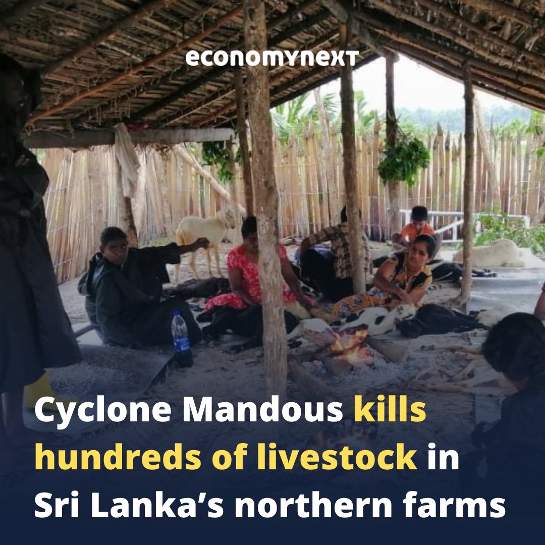 economynext's tweet photo. An official said a drop in temperature below 20 degrees Celsius combined with strong winds triggered the death of nearly 350 cattle and 180 goats in four districts of the Northern Province.
#SriLanka #SLNews #TempDrop
https://t.co/x3p6FuDmtl https://t.co/yK0Ap4rCRu