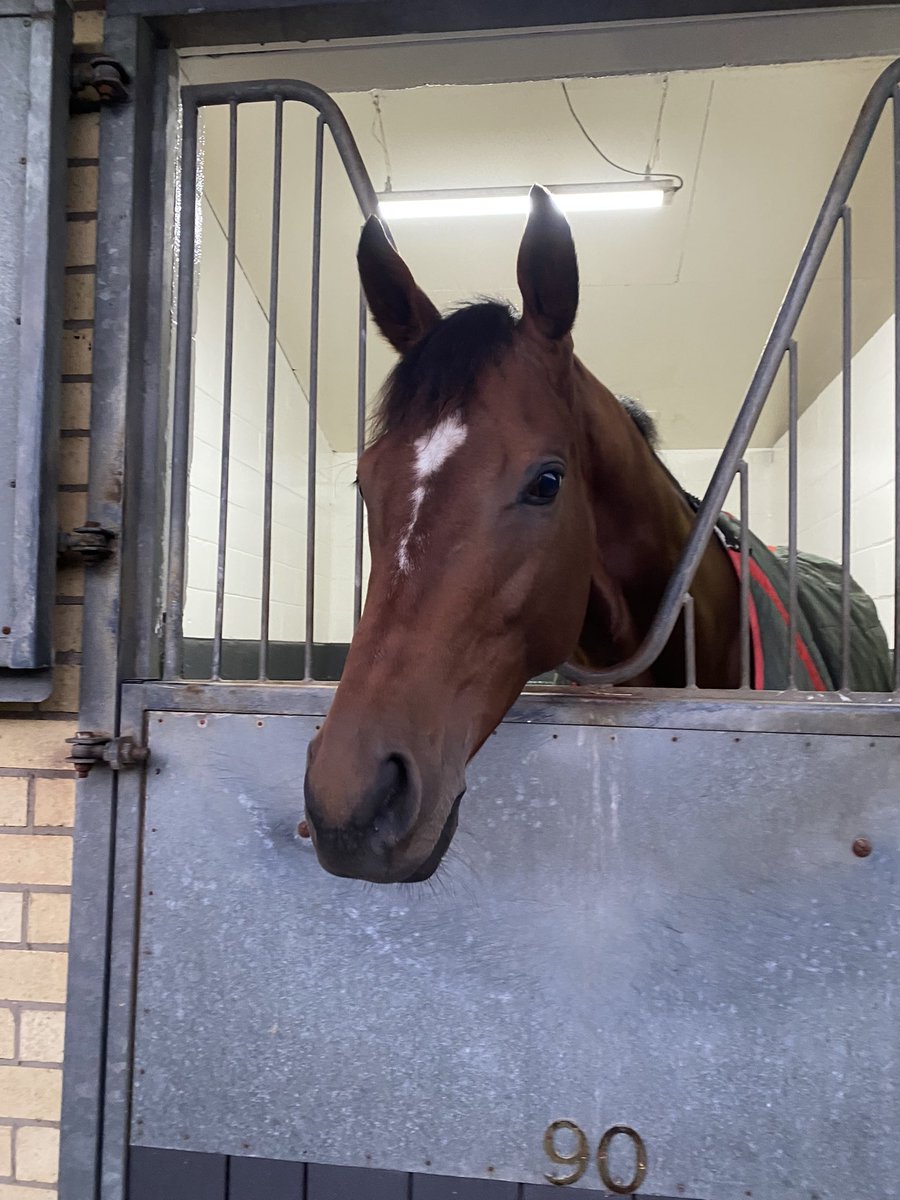 meganoleary1102's tweet photo. A great afternoon yesterday getting to see champion sire Frankel @JuddmonteFarms followed by a visit to @rogervarian where we got to see St Leger winner Eldar Eldarov #GFS2224 @FlyingStartNews https://t.co/2jB91Cyf1t