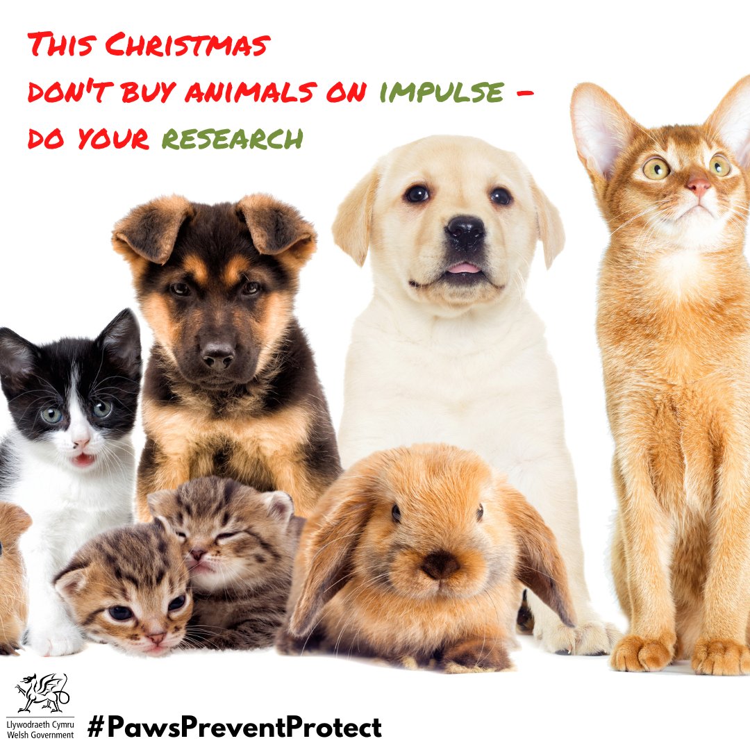 WGRural's tweet photo. Today is International Animal Rights Day.

A pet is a long-term commitment. If you’re thinking of adding a furry friend to your family, make sure you conduct thorough research and consider adopting rather than buying a pet.  

#PawsPreventProtect https://t.co/URgXwfLV59