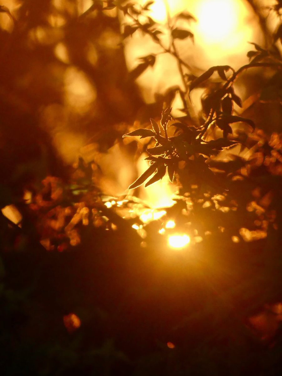 #MorningGold #GoldenHour #SunriseSilhouette #LoveMK
#MiltonKeynesPhotographer 🌟
