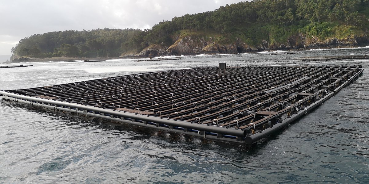 TepsaGPF's tweet photo. 🇪🇸Batea G4 para cultivo de mejillón: vanguardista y sostenible.
🇬🇧G4 raft for mussel farming: avant-garde and sustainable.
🇫🇷Barge G4 pour la mytiliculture : avant-gardiste et durable. #farming #sustainable #aquaculture #mussels #acuicultura #sostenible #mejillón https://t.co/KYMJB0GUaN