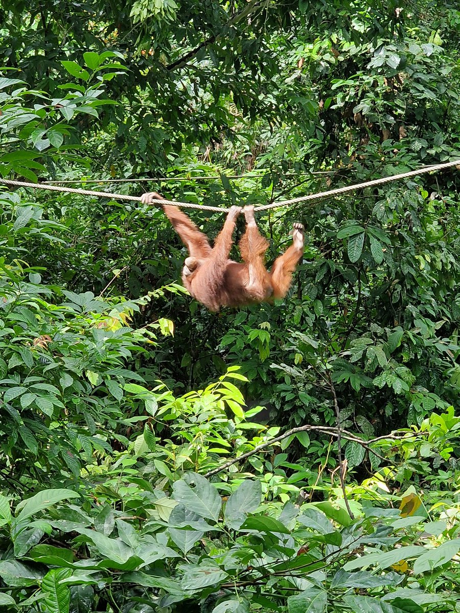 Saw 3 adults and a baby orangutan at the sanctuary you are not guaranteed to see any. This afternoon saw a mummy and baby at the discovery centre. They are 'wild' so lucky to see that one as no feeding station she was just enjoying her day. I was memorised and I cried 💜💜💜