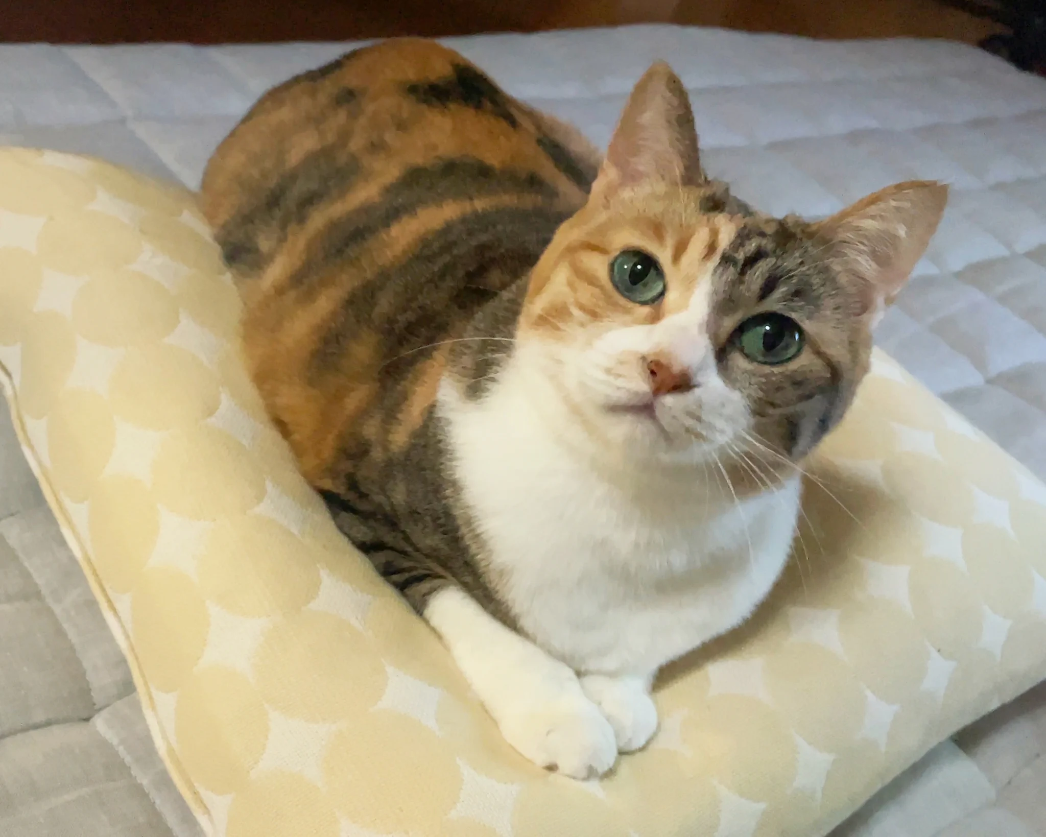 優しくも厳しい…？！猫の菊ちゃんと一緒に映画観賞会！