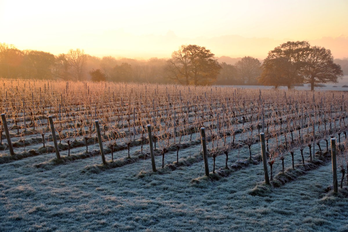 WoodchurchWine's tweet photo. Sunshine on a frosty morning at Woodchurch Vineyard ☀️
The vines have dropped their leaves and are now going to sleep for the winter.
https://t.co/YeqJLwdUPB
#frostyvineyard #frostyvines #wintervineyard #frostkent #gardenofenglandwine #vineyardfrost https://t.co/j4UlbmhLLi