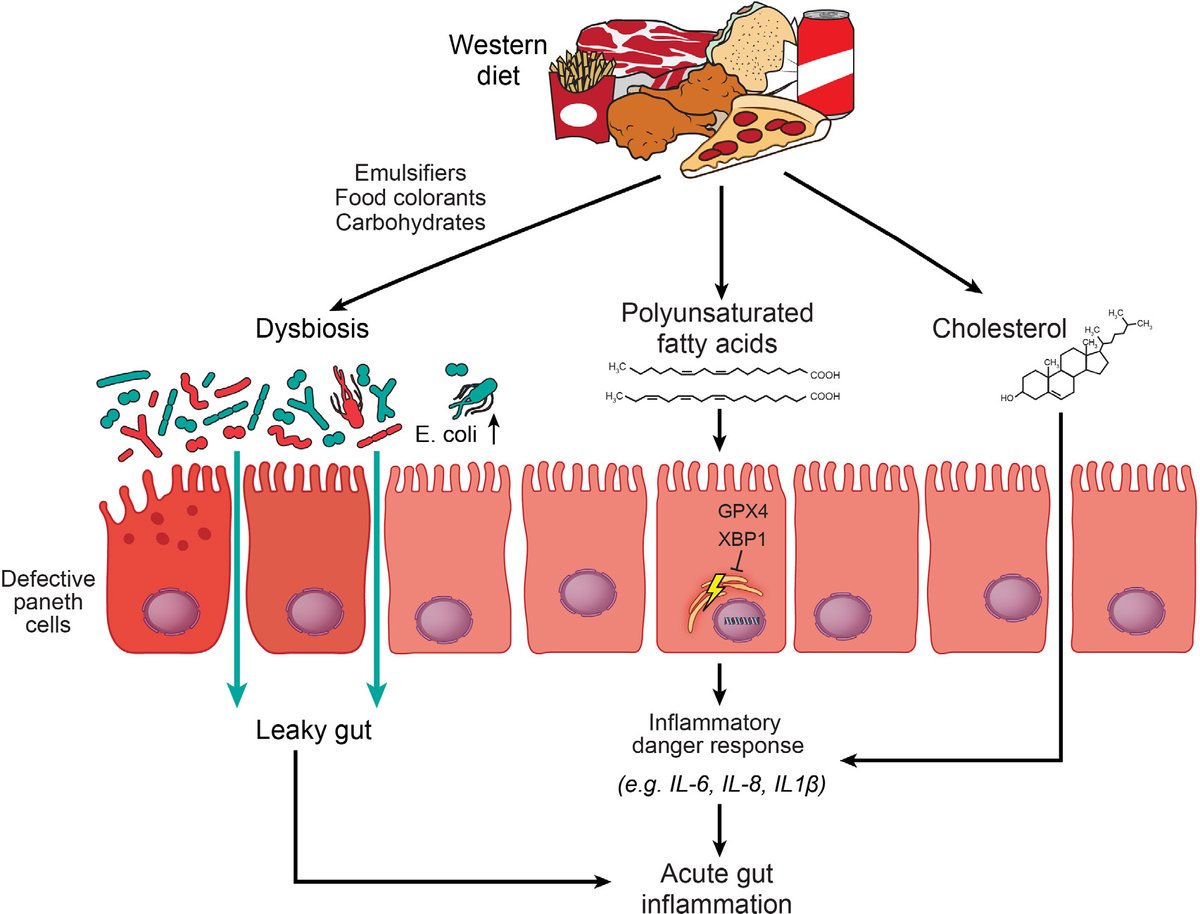 Gut_BMJ's tweet photo. #GUTImage from the paper 

"Diet fuelling inflammatory bowel diseases: preclinical and clinical concepts" via

https://t.co/w94Vov2gGq

#IBD #Diet #Nutrition https://t.co/pCWOI8dAiE