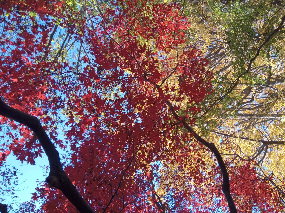 dpmpgpwp's tweet image. 六義園行った