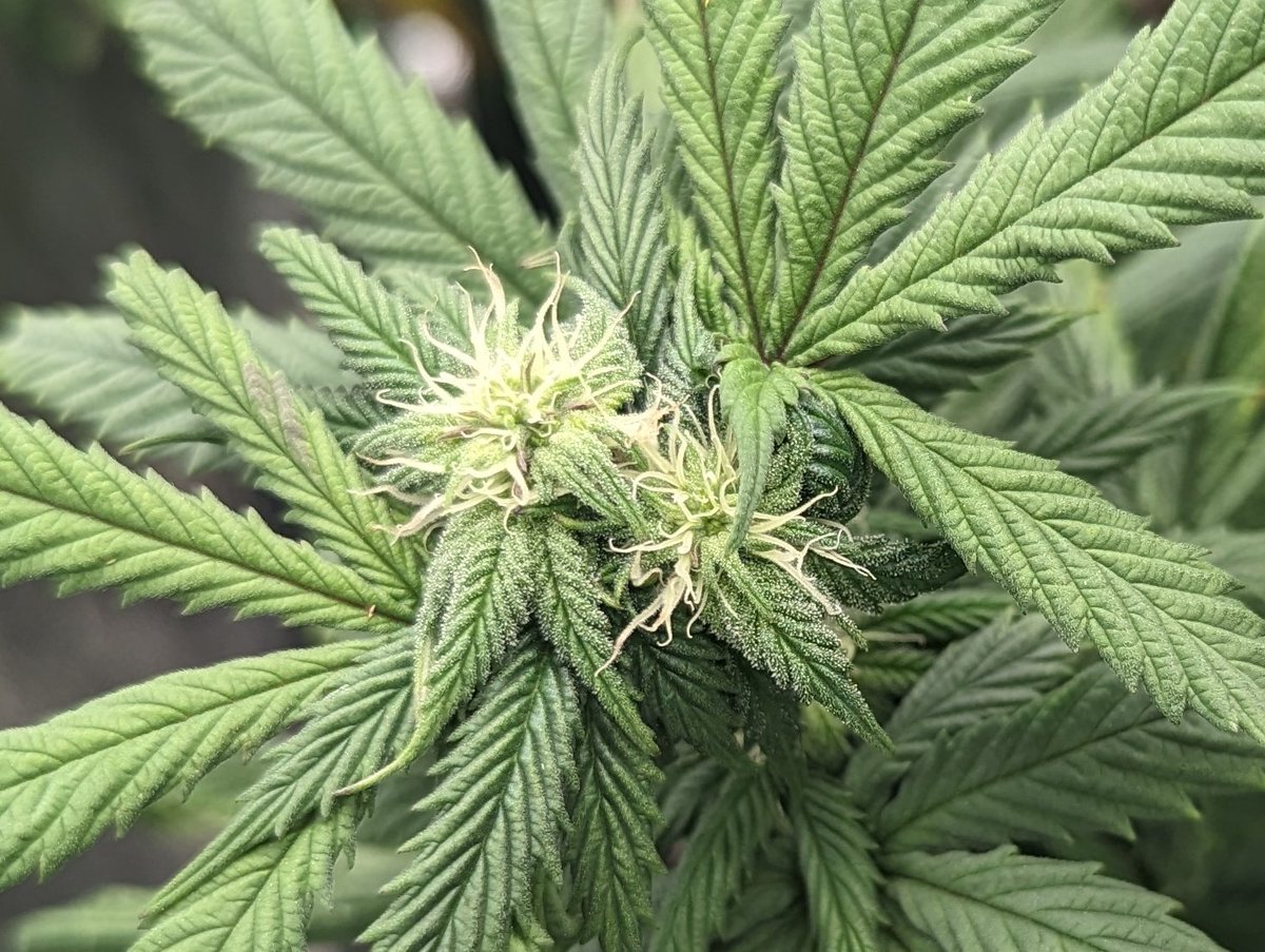 CanuckleBudZ's tweet photo. 2 headed tops of the Skunk #1 from @TempleGrower 
#TempleGrownGenetics https://t.co/YGBoOEqoMg