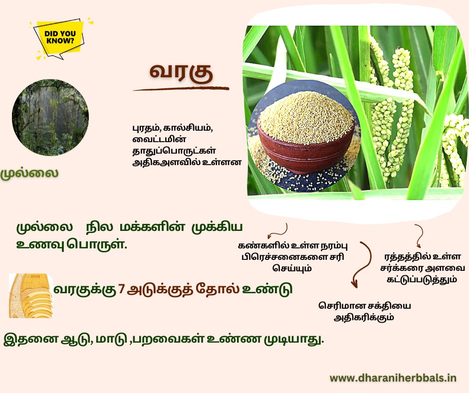 SChemparuthi's tweet photo. #dharaniherbbals
contact:9965523001,9965532001
#CycloneMandous #MandousCyclone #TNRains #Qatar2022 #QatarWorldCup2022 #millets #milletfoods #doyouknow #facts #Messi𓃵 https://t.co/z8jjGL9gIL