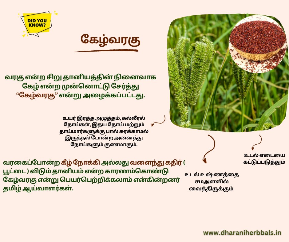 SChemparuthi's tweet photo. #dharaniherbbals
contact:9965523001,9965532001
#CycloneMandous #MandousCyclone #TNRains #Qatar2022 #QatarWorldCup2022 #millets #milletfoods #doyouknow #facts #Messi𓃵 https://t.co/z8jjGL9gIL