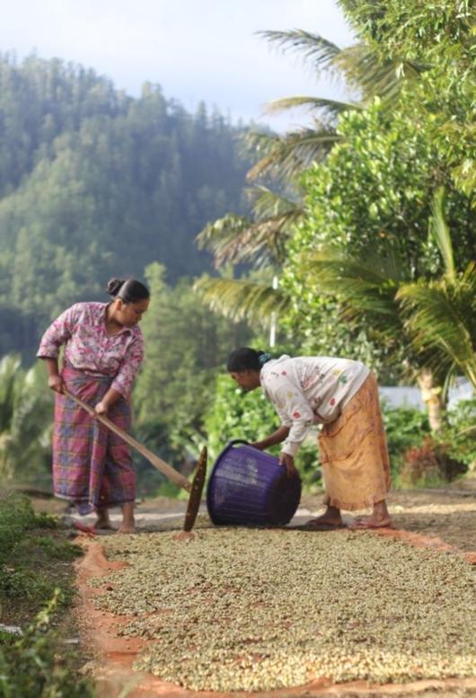 CanEmbIndonesia's tweet photo. Proud that 🇨🇦 and @UNEP_AsiaPac are enhancing women's participation in the business and financial decision-making processes of coffee farming in Aceh through the Tropical Landscape Grant Fund. Let’s stop all forms of gender-based violence against women! #16DaysOfActivism #TLFF https://t.co/rU5cNoGH5s