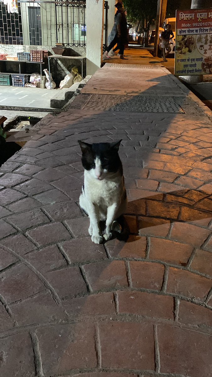 erythroses's tweet photo. cat media. rip polite cat 🌸 https://t.co/eEbAsh0Zvx