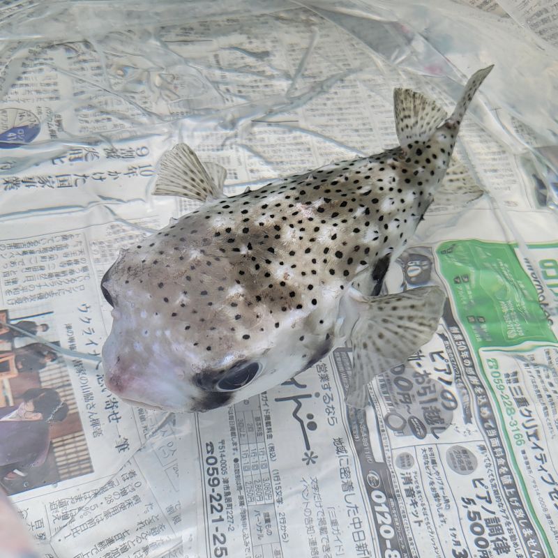 hakofuguta's tweet photo. アクアマリンズにイシガキフグ入荷！ https://t.co/sF9ffESi1P https://t.co/XBhgXrvbDK