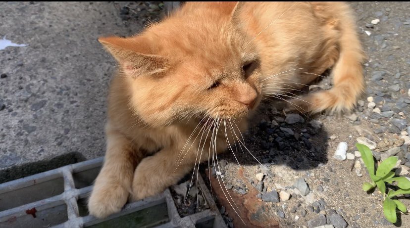 YouTubeを更新しました〜！！

くつろいでいる猫/cat at ease
youtu.be/6J8uk7CTeMQ

#cat #野良猫　#猫　#猫好きさんと繋がりたい
#straycat