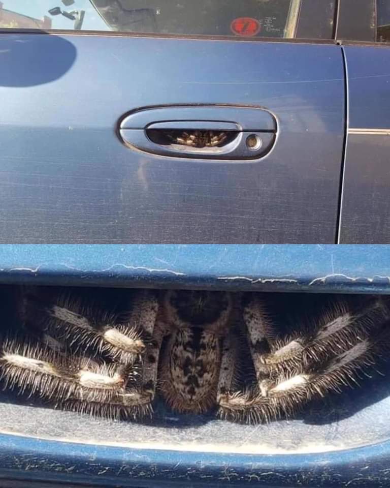 #Buenosdias Estos días de frio y lluvia, puede haber algún animalillo buscando refugio bajo nuestros vehículos. No está de más, dar unos golpes en la carrocería del coche antes de arrancarlo, para evitar producir algún daño a nuestros peludos visitantes.