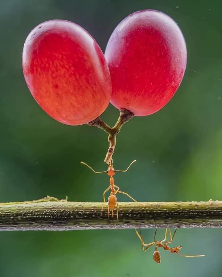FjmQLWrVIAEhlH3
