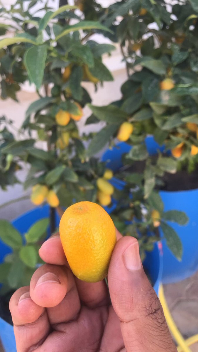 اللّٰهمَ صَباح مُبشِر وَخيرَاتْ لَّا تَزوَل 
       وأُمنِيّات تُقربَنا مِنك 
           يَا حَيّ يَا قيّوُم 🧚🏻‍♂️
.
.
#صباح_الخير #كمكوات
#البرتقال_الياباني #الارجنتين_هولندا 
#الزراعة_المنزليه #اشجار #نبات
#سلطنة_عمان #محافظة_ظفار
#الشتاء #سماد #البرازيل_كرواتيا 🌱