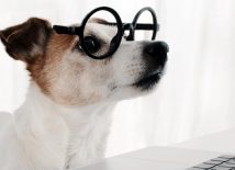 #onlinemarketing social #media Scanbare tekst schrijven? 8 tips om meteen toe te passen: 79% van de mensen leest een online tekst in eerste instantie helemaal niet. Ze scannen de tekst alleen om zo snel mogelijk een antwoord .. dld.bz/jBFjY