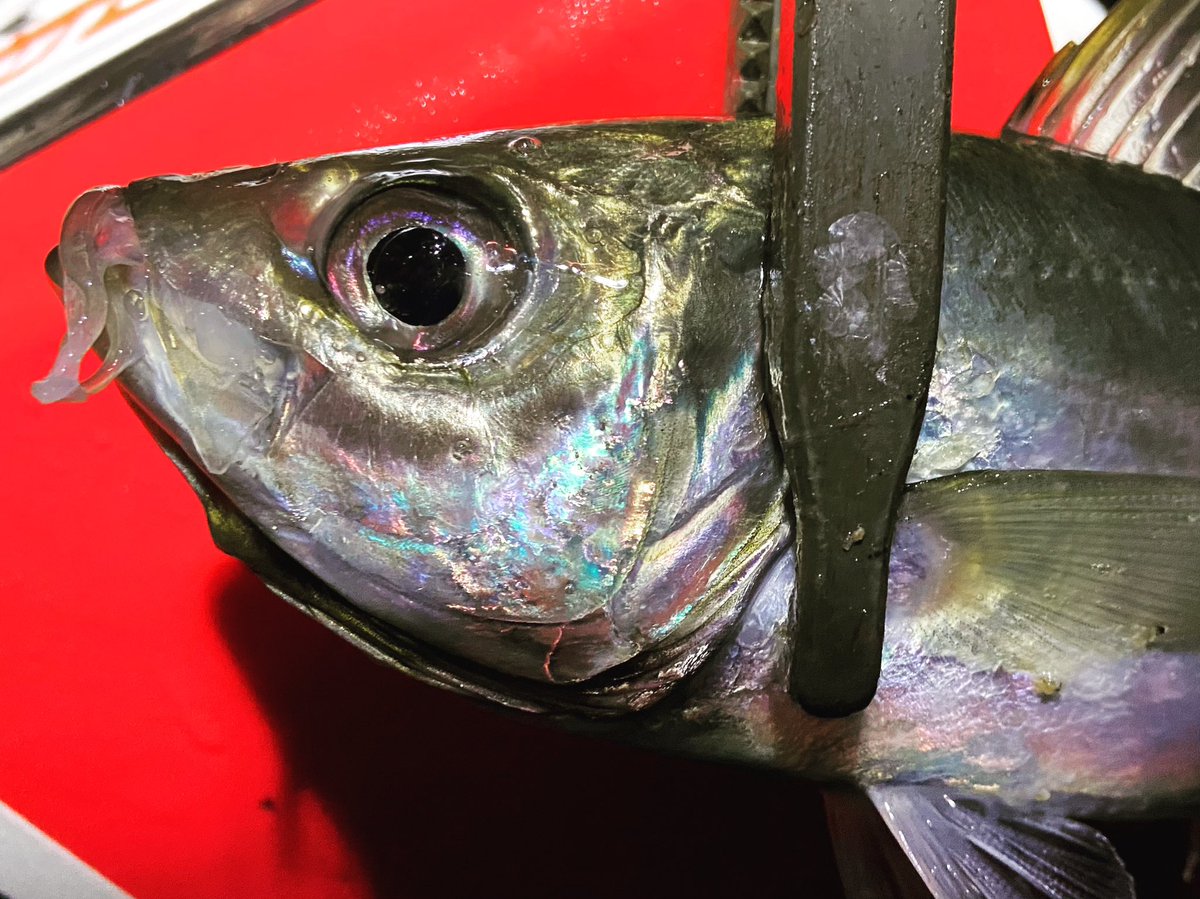 wocadaaa's tweet photo. 1発目からデカい🐟太い🐟
#gamakatsu #luxxe #宵姫華 82H
#daiwa #luvias LT2500XH
#LIVRE #wing92
#xbraid
#arukazikjapan
#土肥富 #odz
#reins #アジアダースキニー
#釣り #fishing #ルアー #ライトゲーム #アジング #がまかつ #ラグゼ #ダイワ #ルビアスlt #フロートリグ #フロートアジング https://t.co/3qEm5TfYU6