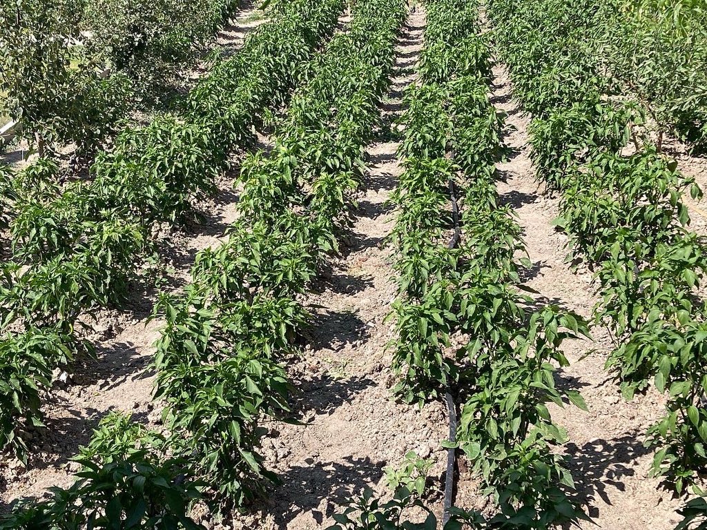 zafer_ntas's tweet image. #OkulTemelliMeslekiGelişim Programı kapsamında uyguladığımız #ArduinoUygulamaları kursumuzda öğretmenlerimiz toprağın nemini ölçen kitler geliştirdi.👏🏻
#YerliTohumTarımAtölyesi projemizde kullanmayı sabırsızlıkla bekliyoruz.🤗
@mebtegm @tuncay_morkoc @KutahyaValiligi @kutahyamem