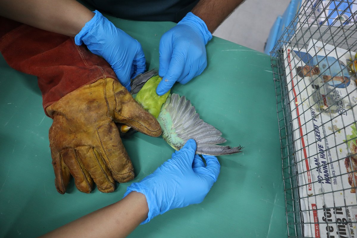 resqct's tweet photo. 14 tortoises, seized from illegal pet trade brought in with severe malnourishment and deficiencies. 2 juvenile plum headed parakeets confiscated from being sold illegally. Now under treatment and rehabilitation. #stopillegalpettrade #resqct @neha_panchamiya @TSatarkar https://t.co/j9rIBhB6Zt