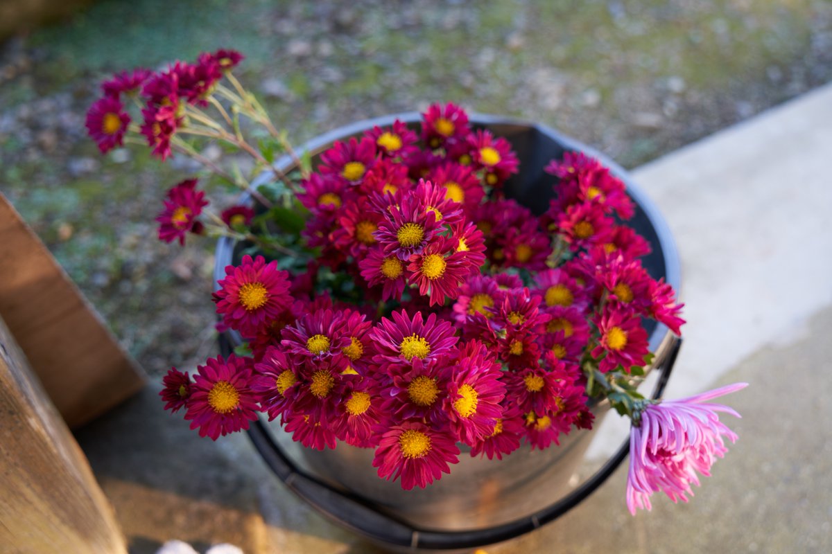 gen_san47's tweet photo. 仏花
#α7III #variotessar #FE2470 https://t.co/GTbxsDlrIw