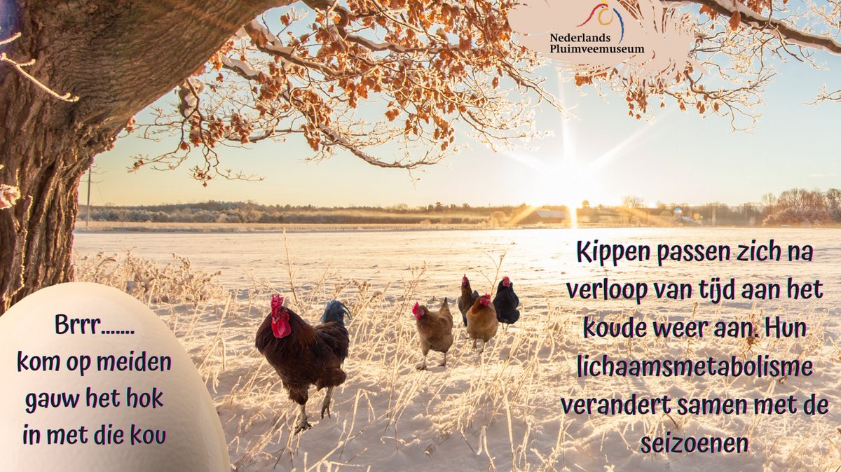 Wanneer je je #hok #verwarmt, zullen de #kippen nooit wennen aan de #koudere buiten#temperatuur. Dus als de warmte per ongeluk wegvalt zou je het hele #koppel 
's nachts kunnen #verliezen. #Vriest het langdurig #streng dan kunnen #kammen en #lellen eronder #lijden.