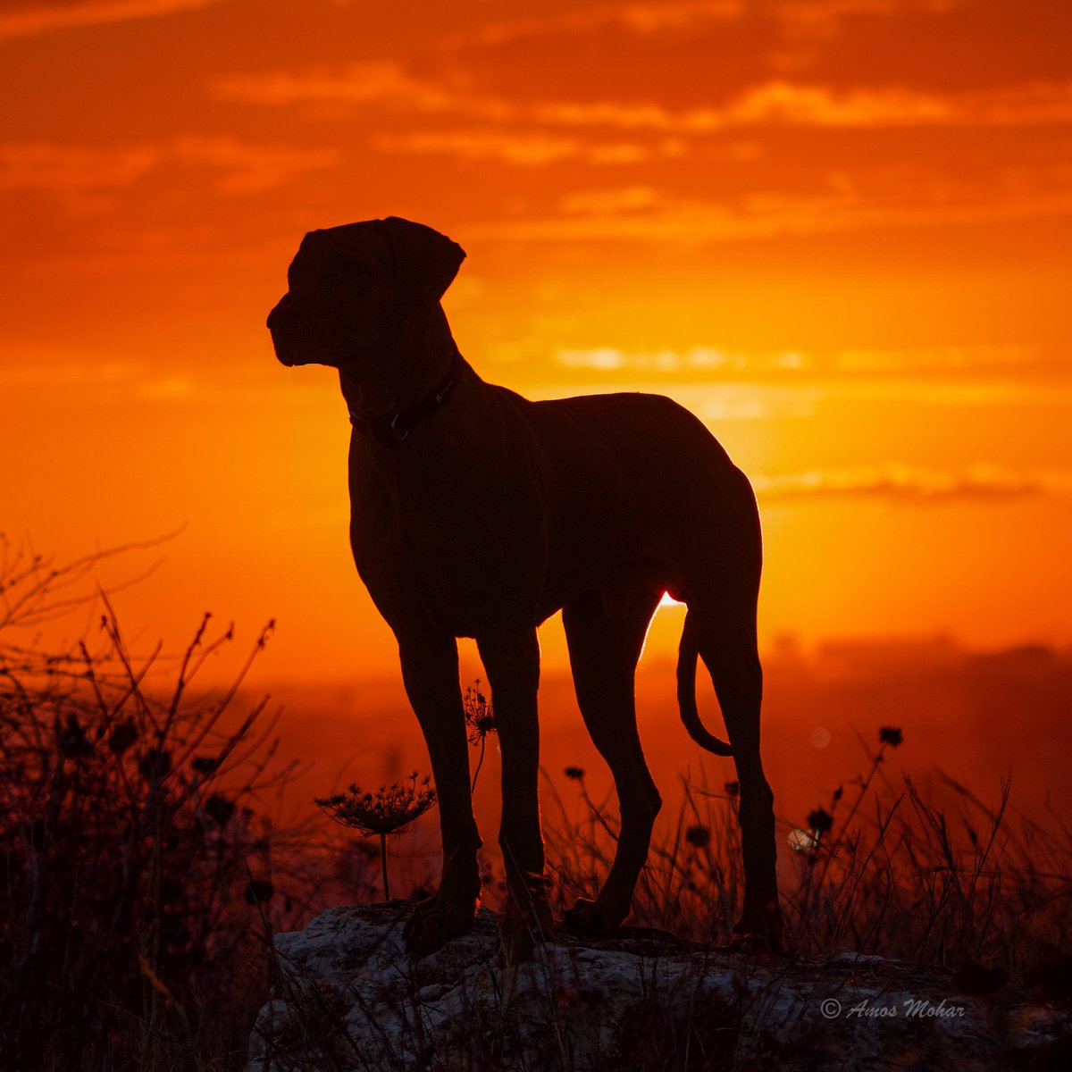 AmosMohar's tweet photo. בוקר טוב 🌞

#Rhodesian_ridgeback #RR #Dog #DogsofTwittter #dogsarefamily #sunset #sunsets https://t.co/Fg485TUcEO
