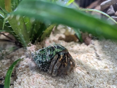 オカヤドカリの脱皮 オカヤドカリ飼ってます