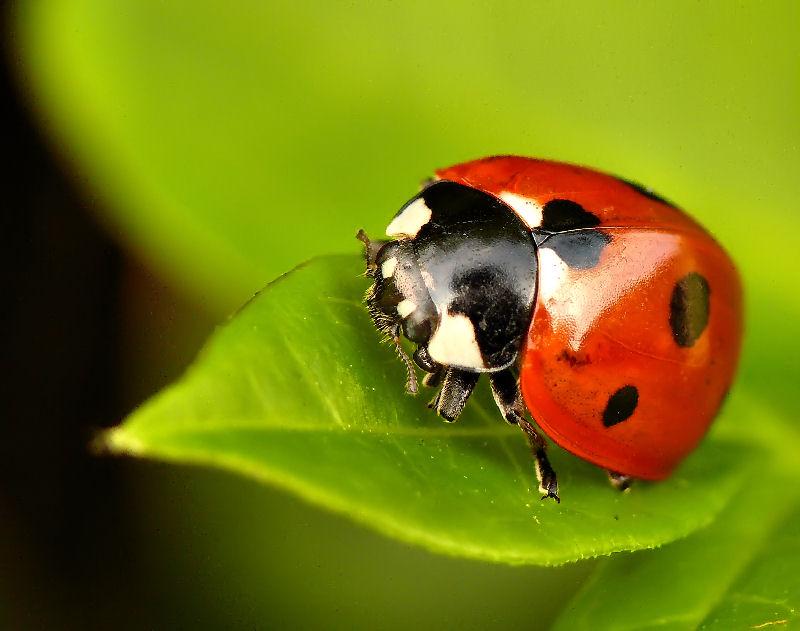 ruben_corella's tweet photo. #FelizSabadoATodos y todas πππ₯°πππππ #SaturdayVibes #saturdaybugs #mariquita #nature #natureweekend #ssbadodebichitos #animals #AnimalLovers #redpower #greenmood #wildearth #wildweekend #finde #foto #NaturePhotograhpy #shot #bugs https://t.co/sfrx1P2aFZ
