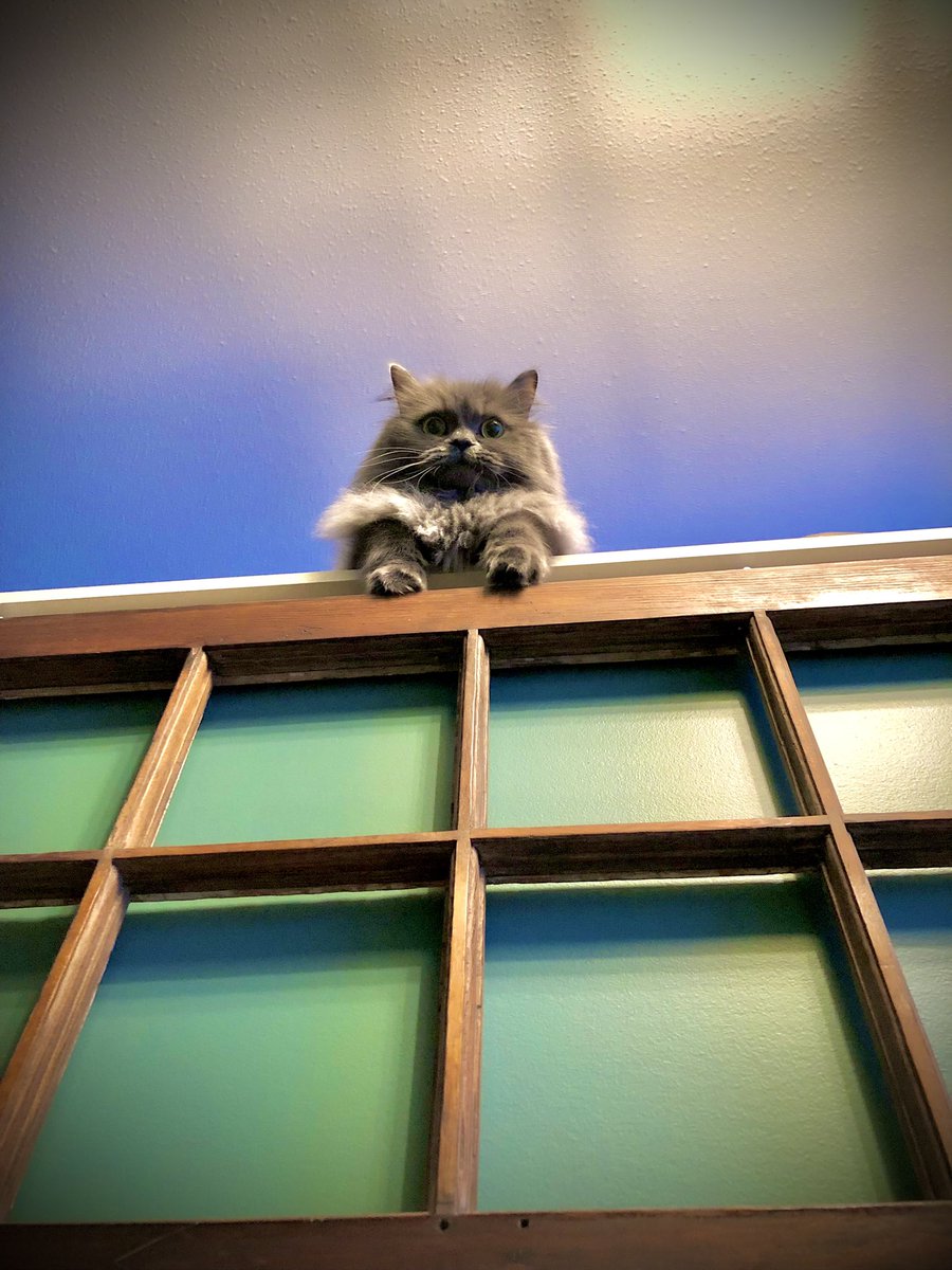 MikeHWillemsen's tweet photo. Maggie is watching you #CatsOfTwitter #CaturdayEve #cat #kittyumb #kitten https://t.co/eQjEZ94g6p
