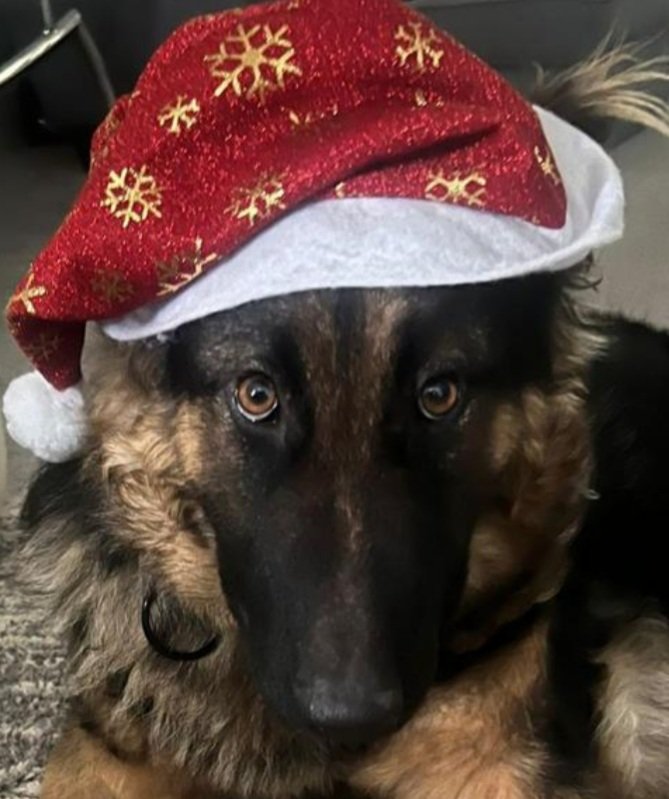 dogsangelsIRE's tweet photo. Still waiting for a home or a foster home even 🙏 Gypsy is an only pet in the home and someone with a kind heart needed
#dogsangelsireland #adoptdontshop #dogs #gsd https://t.co/HLjihQRcZw