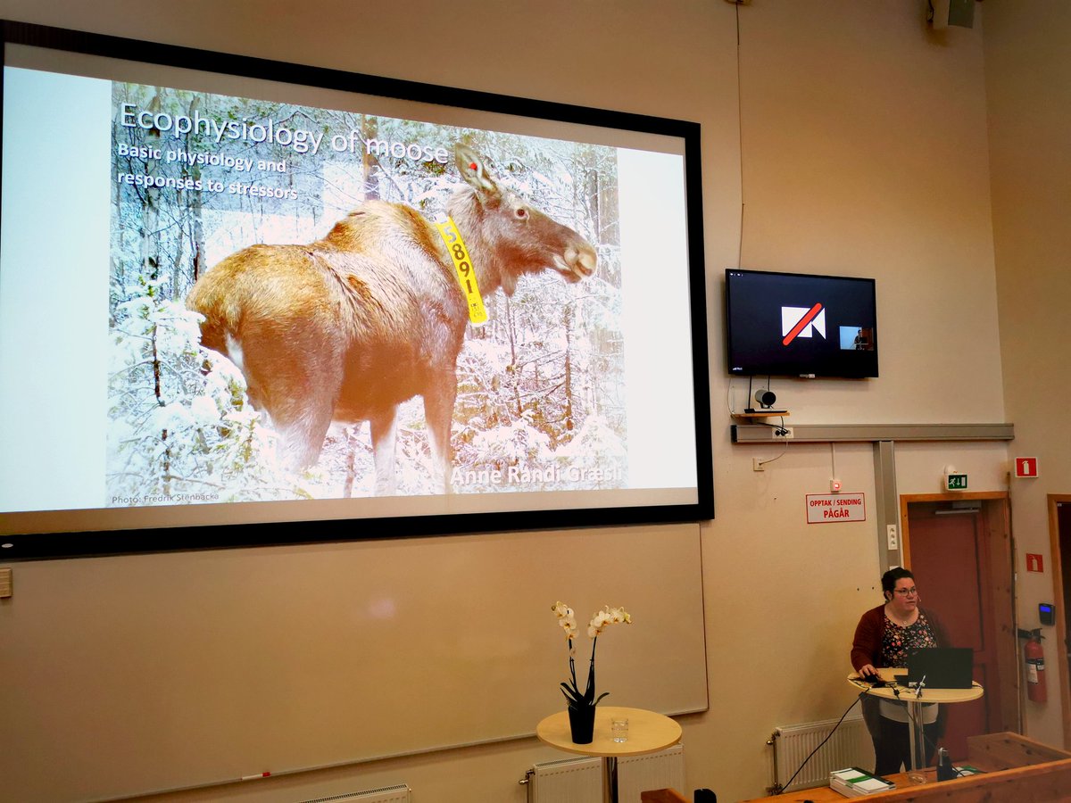 Congratulations Dr. Dr. Græsli!!! 
#moose #PhD #ecophysiology