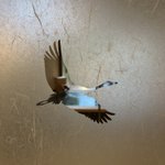 まことさん｜TENDODAYSのツイート画像