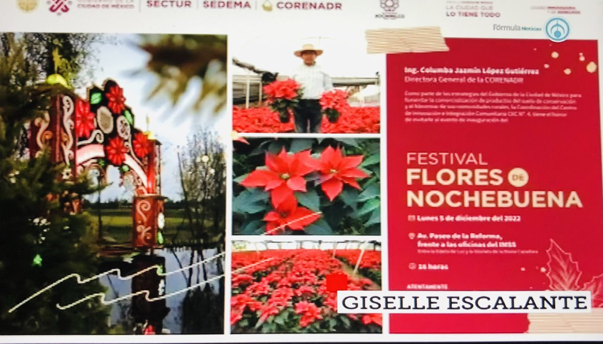 PupisDur's tweet photo. @GiselleDEEN Continúa 🔘Repetición programa d análisis d @ruizhealy y colaboradores, como @GiselleDEEN , quien hace 3 recomendaciones p' #Entretenimiento y #ocio : Festival Flores Nochebuena CDMX; bosque #Naviland , Real del Monte; Nacimientos @MuseoCulturas ; x @Radio_Formula . https://t.co/CmBwWOmLd5