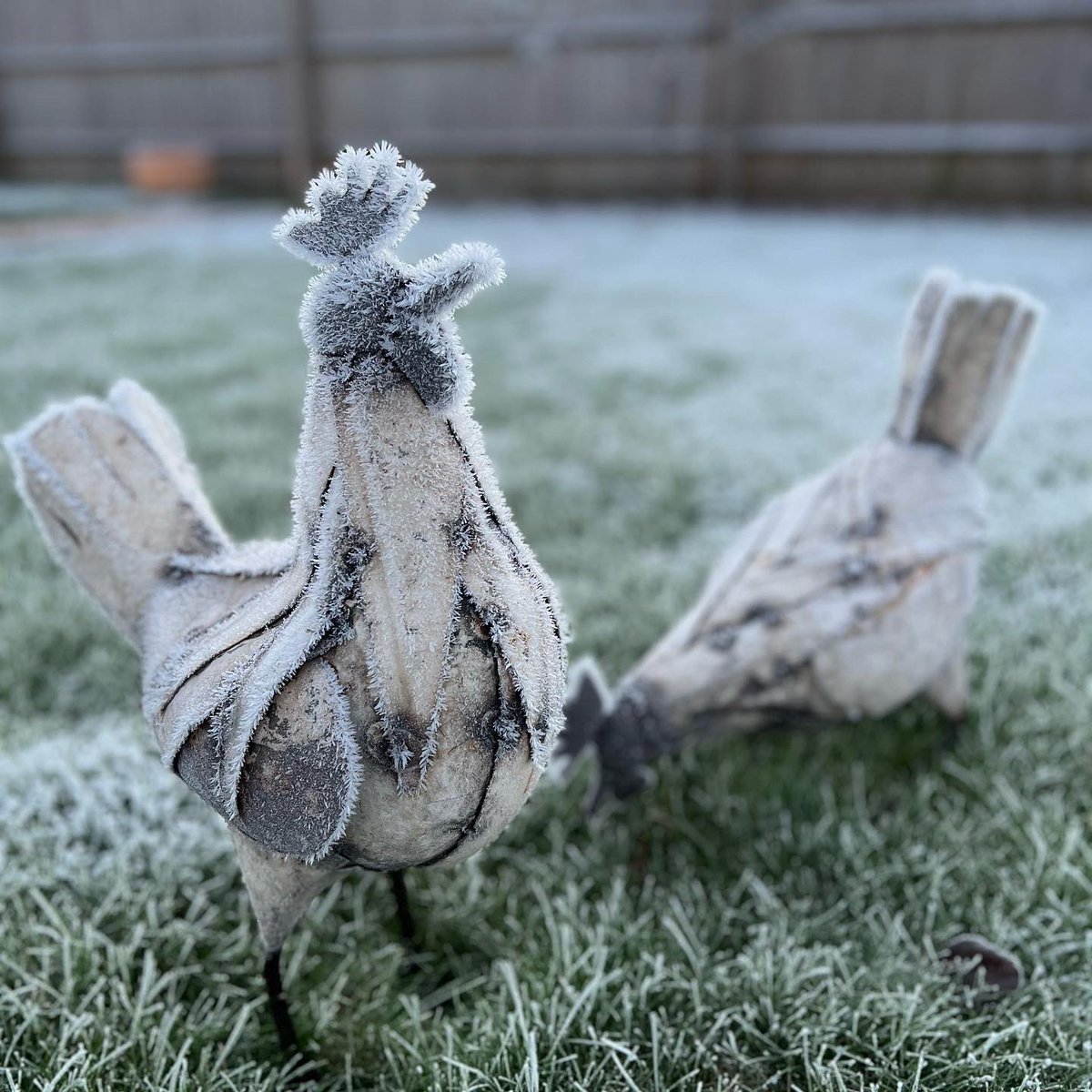 alk_info's tweet photo. Le QG d’ALK sous le gel. Bonne journée à toutes et tous !
ALK HQ under a heavy frost. Have a good day all!
#morning #hoarfrost #cold #treat #breakfastout #langtwt https://t.co/BjpblRcaKG