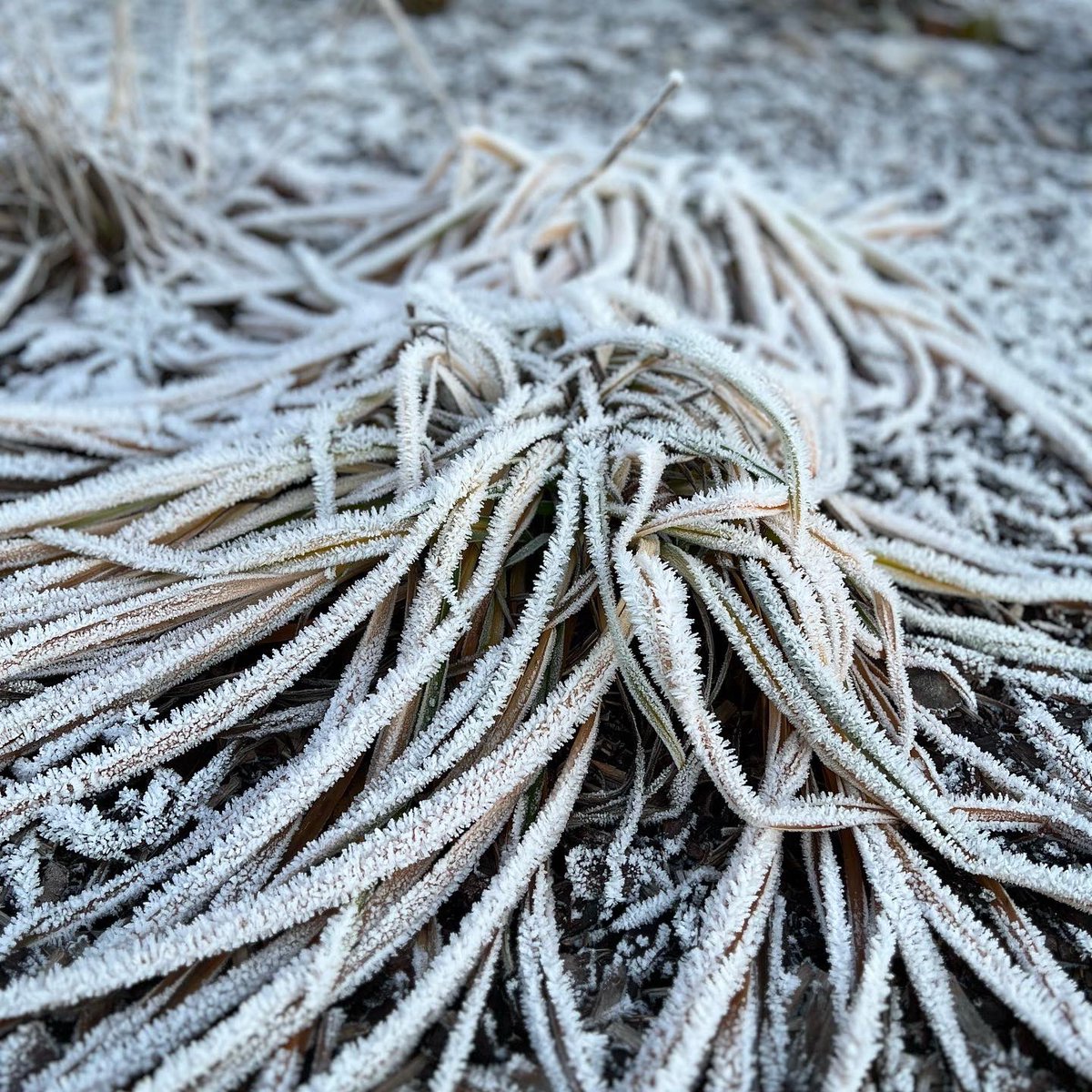 alk_info's tweet photo. Le QG d’ALK sous le gel. Bonne journée à toutes et tous !
ALK HQ under a heavy frost. Have a good day all!
#morning #hoarfrost #cold #treat #breakfastout #langtwt https://t.co/BjpblRcaKG