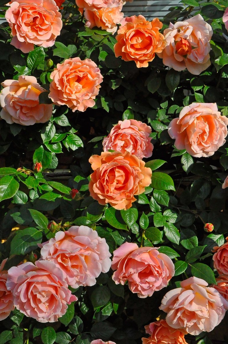 rosa_orientis's tweet photo. #ロイヤルサンセット #RoyalSunset

鮮やかなオレンジの花色にひらひらとした丸弁八重咲きの大輪花 ティの良香 よく咲くつるバラ

【公式本店】https://t.co/wSecANLlNX
【楽天店】https://t.co/YEfoXWZkfA https://t.co/zGrCUNbHvZ