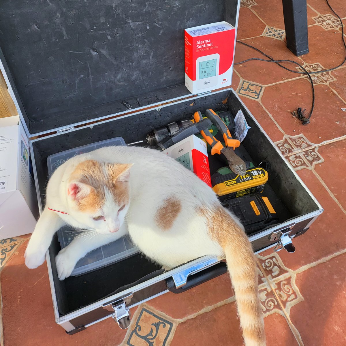 sdjaml's tweet photo. A veces tenemos ayudantes muy especiales 💪
¡No se me perdió ni un tornillo!

#gatos #securitasdirect https://t.co/lgeBztfJe5
