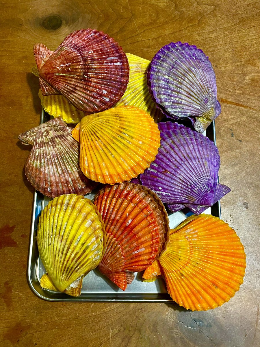 Magbite_fishing's tweet photo. 胸きゅんカラー from 隠岐島 https://t.co/Ea7PMSe4eq