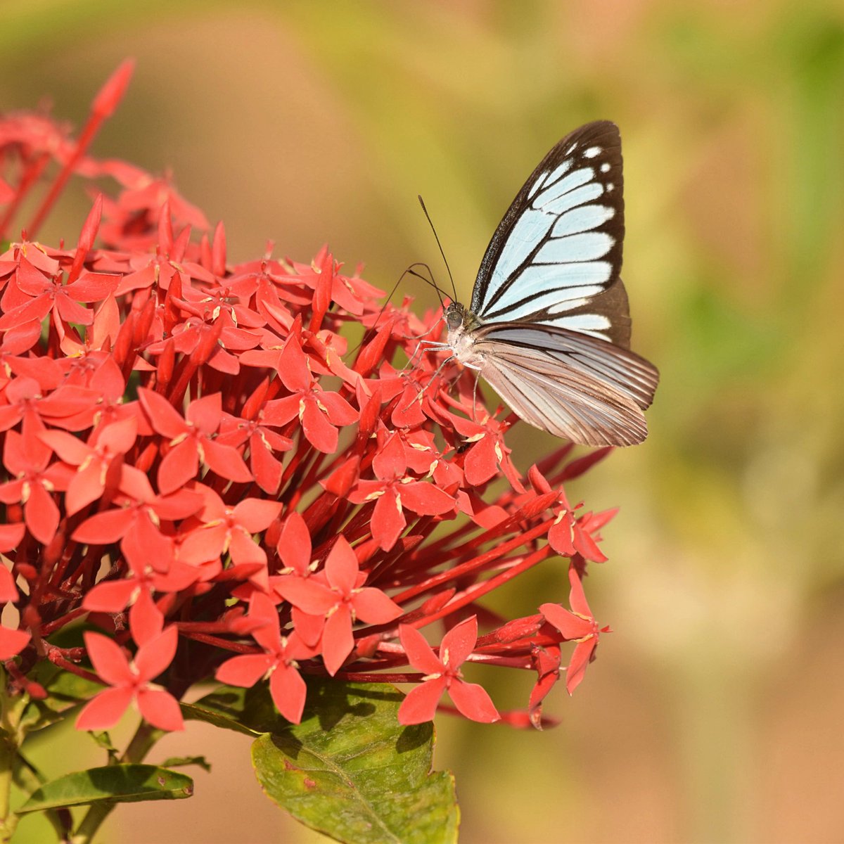 vgds_dolphin's tweet photo. Common Wanderer.
Leaves of Ixora serves as a nice place for butterflies to bask. 
#butterfly #nature #ixora #biodiversity @DEFCCOfficial @moefcc @WildlifeSOS @World_Wildlife @naturevalleyindia #photography #PhotoOfTheDay #bestoftheday #bestnatureshot #butterflies #Butterfly #wild https://t.co/UUsySGduh2